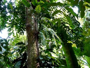 Vortrag: Die letzten Tage des Rio XINGU ?