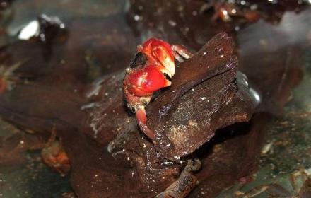 Zierfischfreunde Einbeck