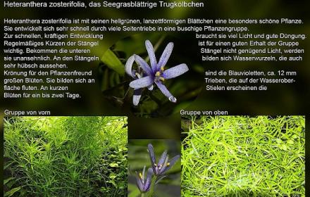 Heteranthera zosterifolia